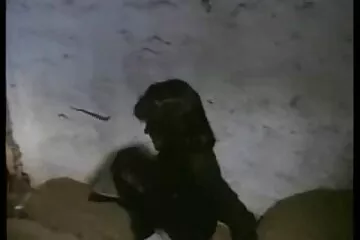 दशा कार्यालय में हस्तमैथुन करती है, काम पर अपनी सेक्सी बीएफ मूवी एचडी बिल्ली के साथ खेलती है ।